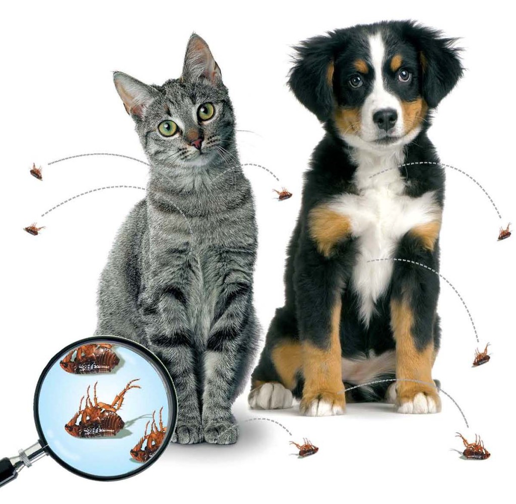 Site de rencontre pour chien et maitre