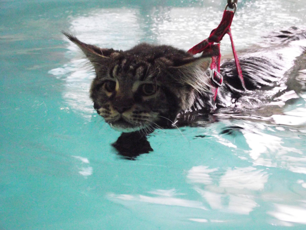 Chat en directe voyance